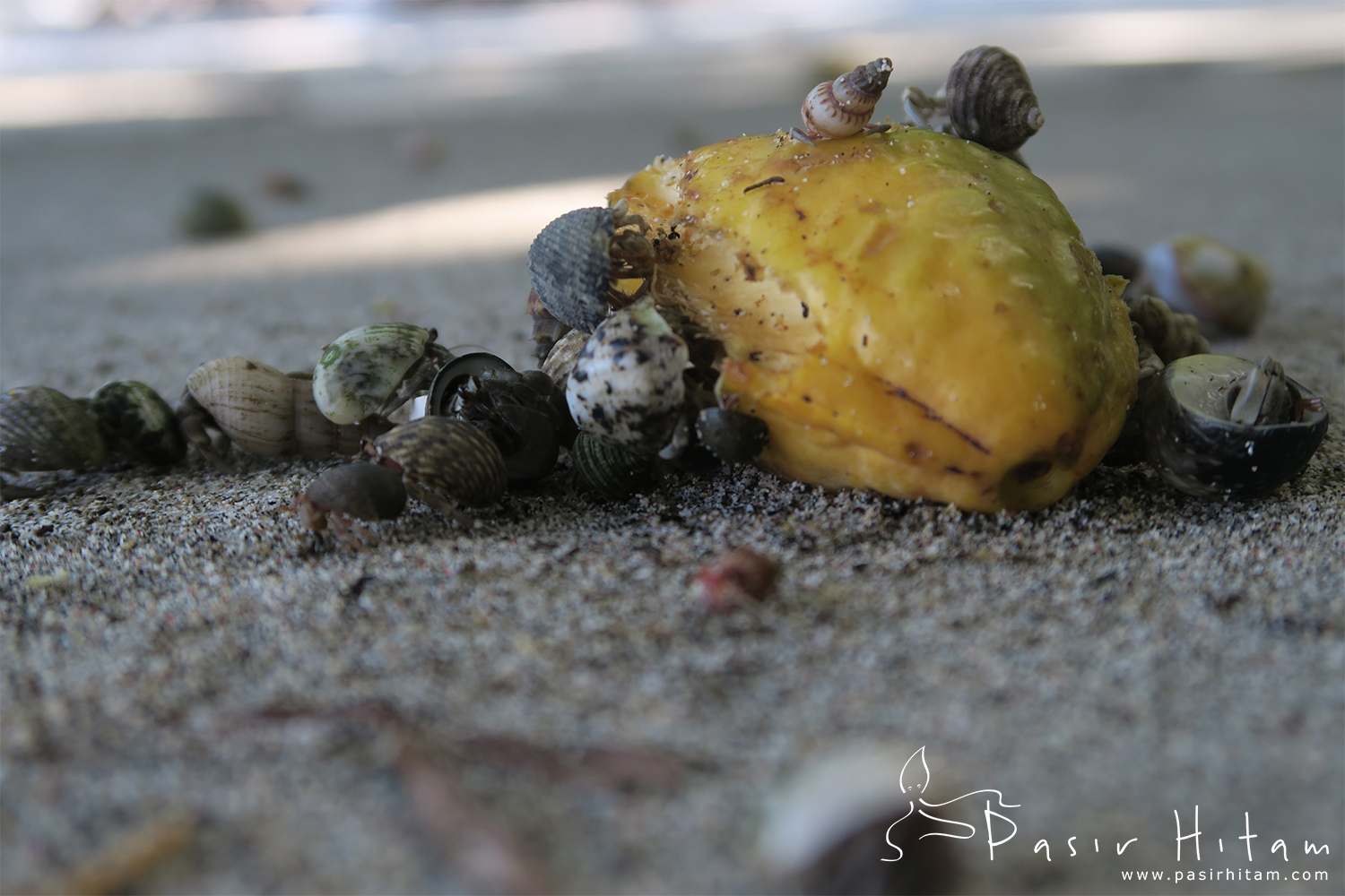 Bilolo hermit crab eating buah Nusu, tropical almond